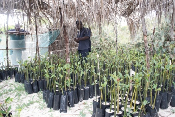 Plantacao de Mangal Kirimba (2)
